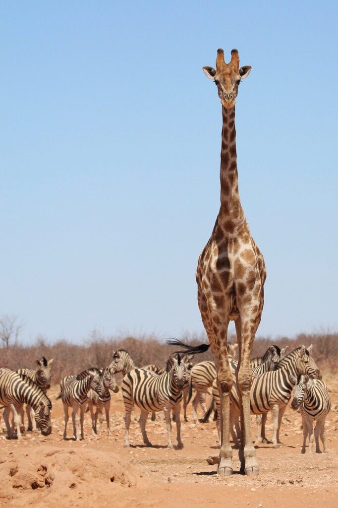 giraffe, zebras, etosha, namibia, africa, safari, wildlife, giraffe, giraffe, giraffe, giraffe, giraffe, wildlife, wildlife-8054174.jpg